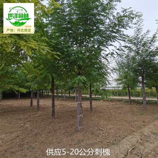 新疆吐魯番刺槐樹苗報價