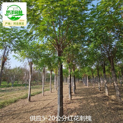甘肅蘭州紅花刺槐苗圃批發(fā),紅花槐