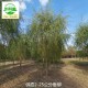 14公分垂柳苗木供应,青皮垂柳产品图
