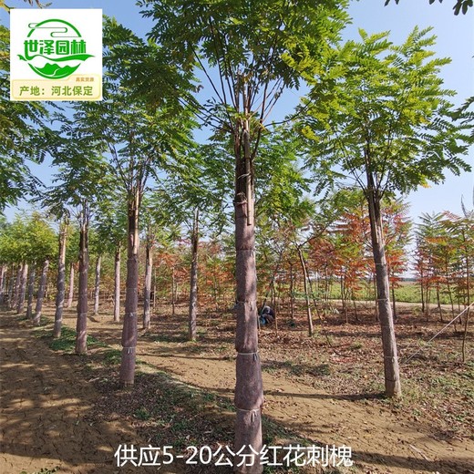 紅花刺槐供應商,紅花槐樹(shù)