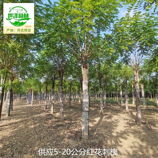 內蒙古呼倫貝爾紅花刺槐苗木批發(fā)