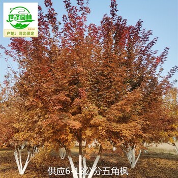 北京房山五角楓基地