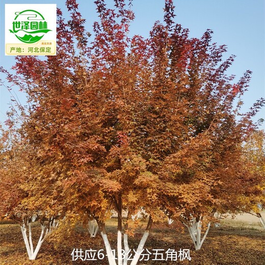 湖北黃石五角楓樹苗批發(fā)