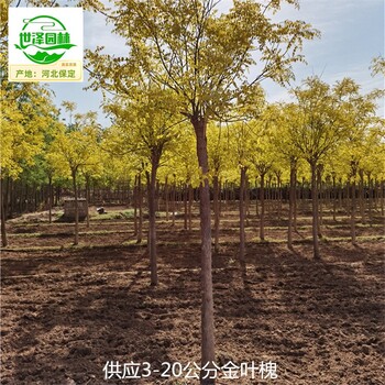 金葉槐產地價格,國槐