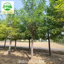 上海崇明刺槐產(chǎn)地批發(fā)