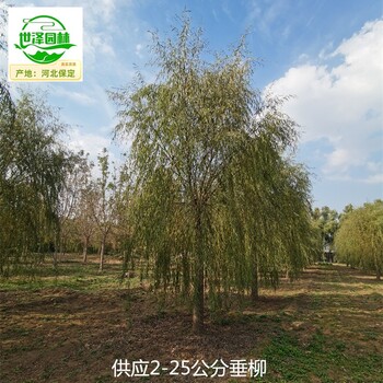 10公分垂柳苗圃供应