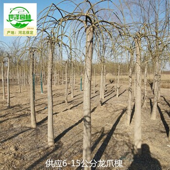 15公分龍爪槐苗圃出售