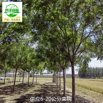 13公分欒樹苗圃基地,北方欒樹