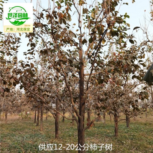 重庆南川柿子树,磨盘柿子树
