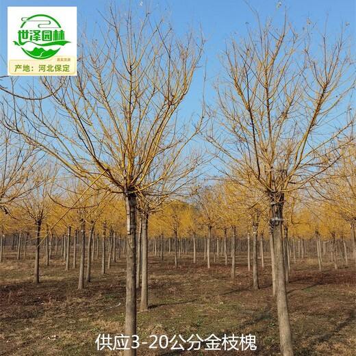 遼寧鞍山金枝槐,黃金槐