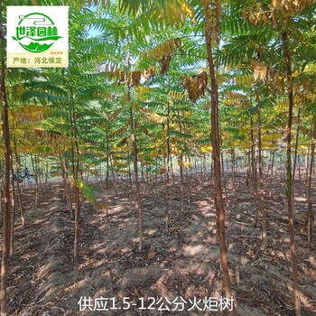 7公分火炬樹(shù)苗圃供應(yīng),適應(yīng)性廣