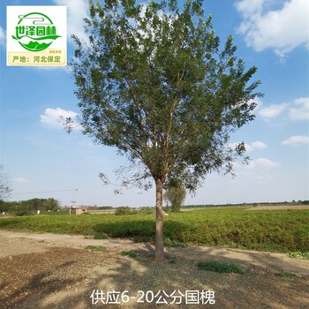 墊江國(guó)槐基地批發(fā)