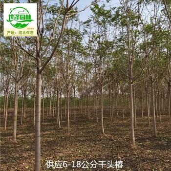 8公分千頭椿產地批發,臭椿樹