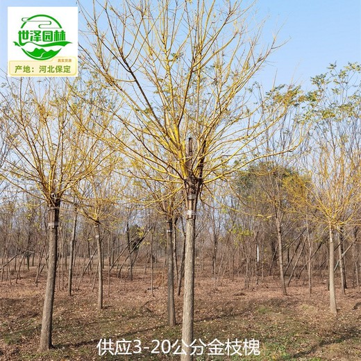 新疆和田金枝槐苗圃批發(fā)