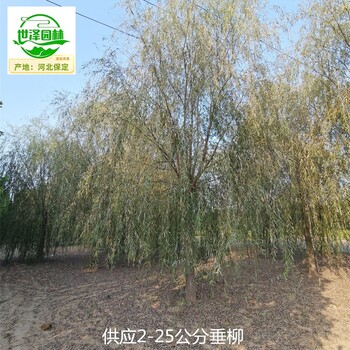 12公分垂柳苗圃基地,西湖垂柳