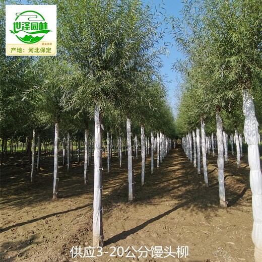 鶴壁饅頭柳