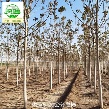 15公分臭椿批發商