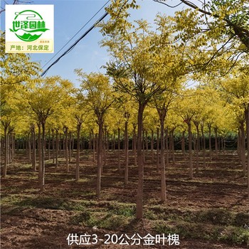 18公分金葉槐苗圃價(jià)格,國(guó)槐