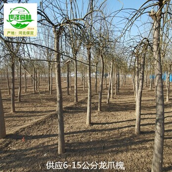哈密龍爪槐報價