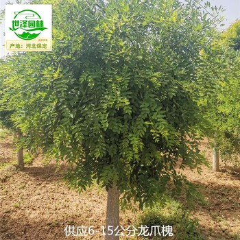 8公分龍爪槐廠家批發(fā)