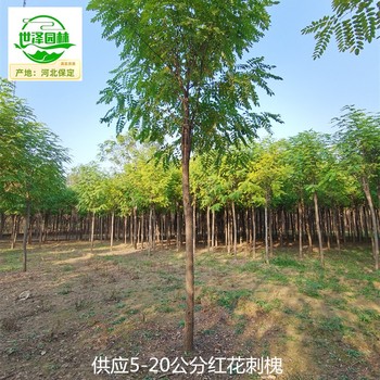 17公分紅花刺槐苗圃,紫花槐