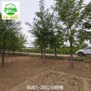 重慶大足刺槐樹(shù)苗出售