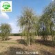 垂柳苗木出售圖