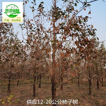 西安柿子樹市場售價