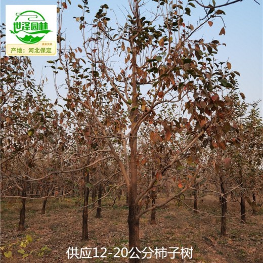16公分柿子树产地报价,工程种植