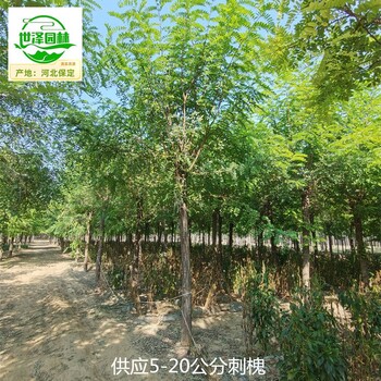 10公分刺槐信息價(jià),白花洋槐