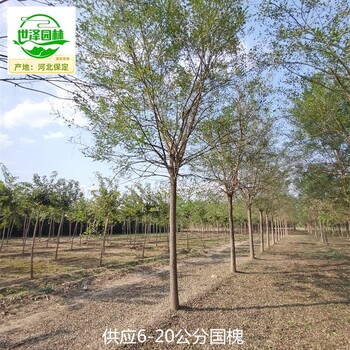17公分國槐批發(fā),老式國槐