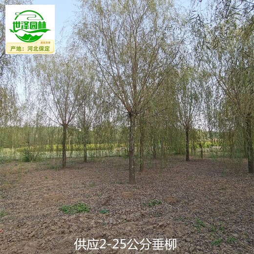 浙江紹興垂柳,柳樹(shù)