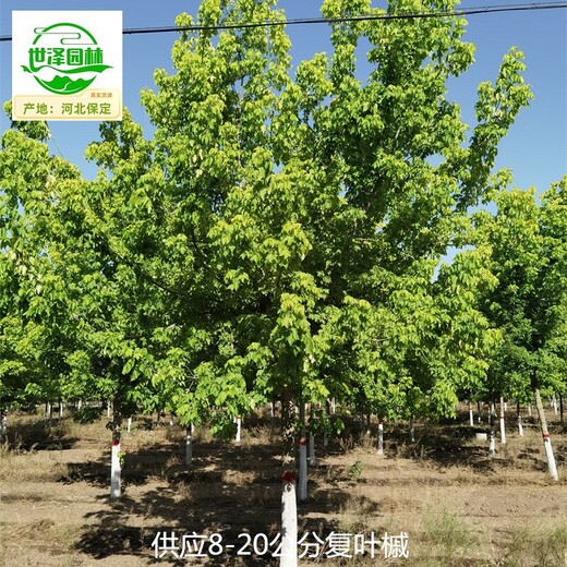 20公分復(fù)葉槭苗圃出售,糖槭
