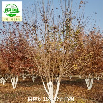18公分五角楓苗木價(jià)格,元寶楓