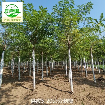 18公分刺槐產(chǎn)地報(bào)價(jià),白花洋槐