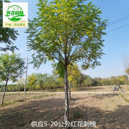 甘肅慶陽(yáng)紅花刺槐廠(chǎng)家供應