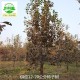 重庆南川柿子树,磨盘柿子树产品图