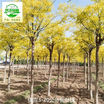 金葉槐產地價格,國槐