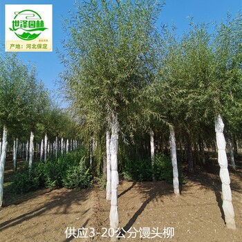 10公分饅頭柳批發(fā)商