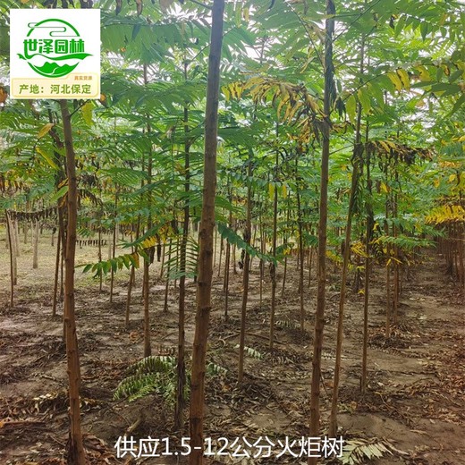 山西平魯區(qū)火炬樹苗圃供應(yīng)