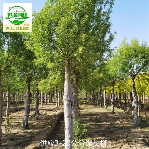 鄂州饅頭柳