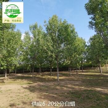 武威白蠟,樹形美觀