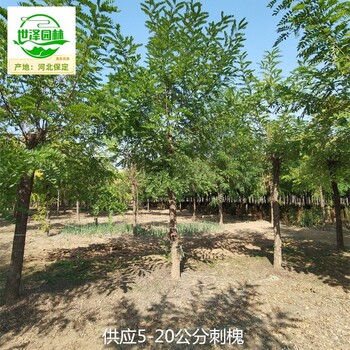 新疆昆玉12公分刺槐供应