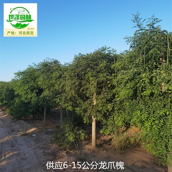 18公分龍爪槐基地出售,國槐樹(shù)
