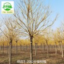 新疆鐵門關(guān)金枝槐產(chǎn)地批發(fā)