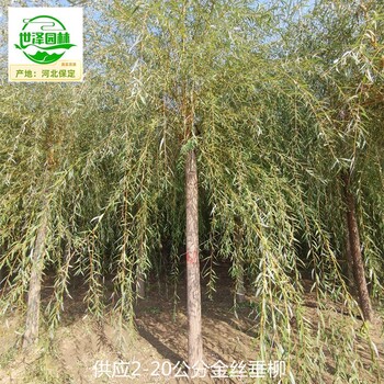 湖南邵陽9公分金絲垂柳報(bào)價(jià)