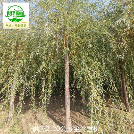 安徽安慶金絲垂柳產(chǎn)地供應,黃金柳