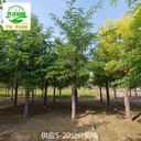 13公分刺槐樹供應