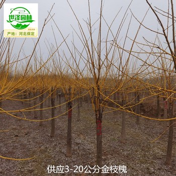 18公分金枝槐苗木,黃金槐
