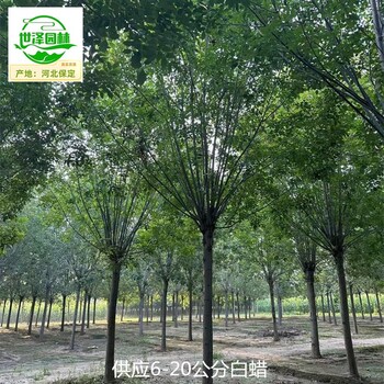 15公分白蠟基地供應,桿直帽圓